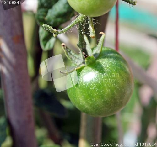 Image of tomatoes