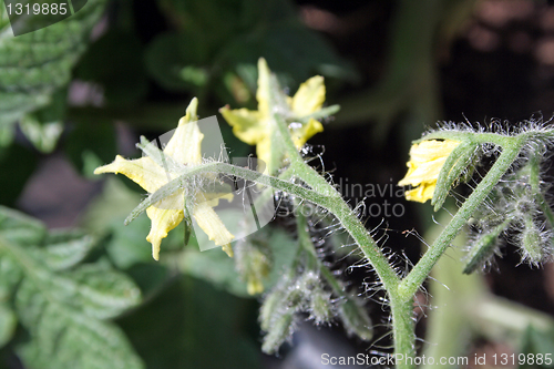 Image of tomatoes