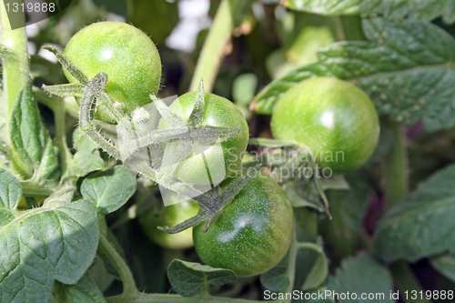 Image of tomatoes