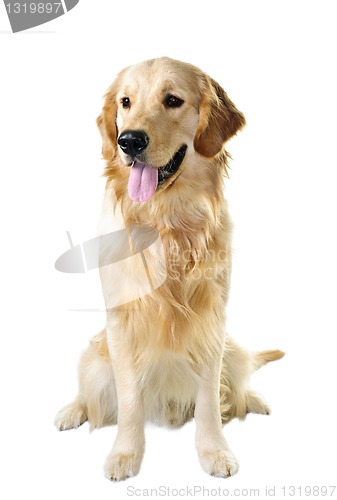 Image of Golden retriever dog