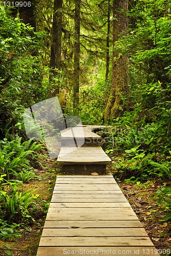 Image of Path in temperate rainforest