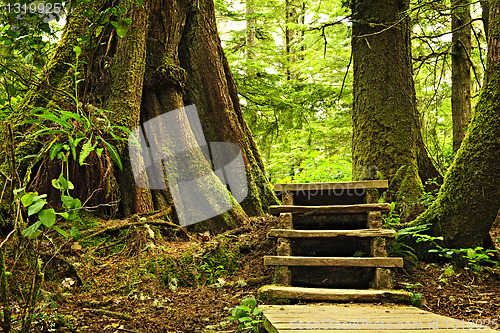 Image of Path in temperate rainforest