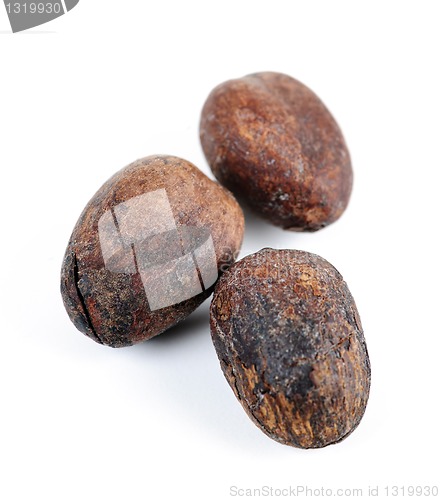 Image of Shea nuts