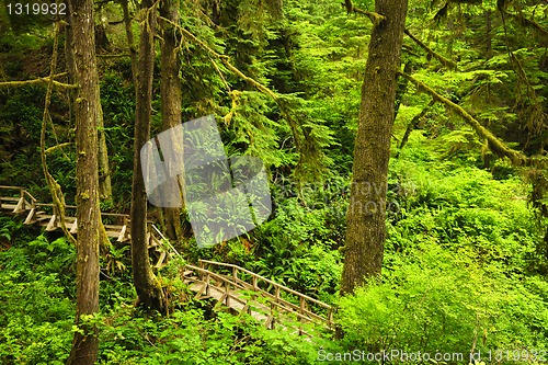 Image of Path in temperate rainforest