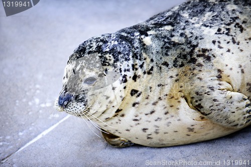 Image of Harbor Seal