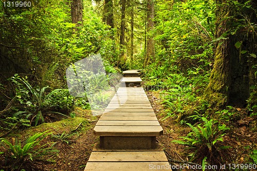 Image of Path in temperate rainforest