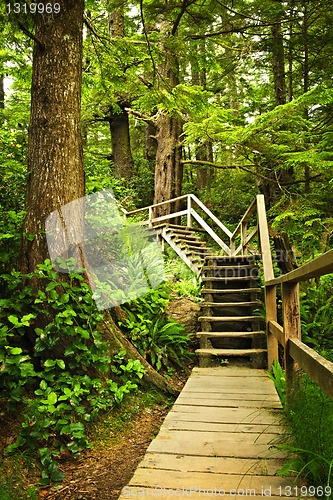 Image of Path in temperate rainforest