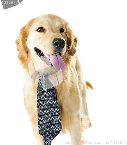 Image of Golden retriever dog wearing a tie