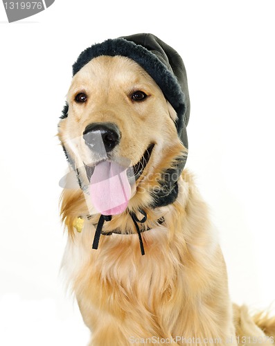 Image of Golden retriever dog wearing winter hat