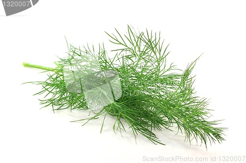 Image of Dill