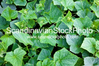 Image of Cucumber leaves