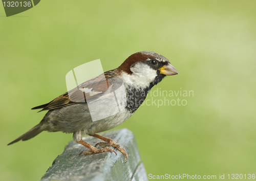 Image of House sparrow