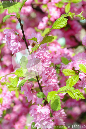 Image of CHERRY BLOSSOMS