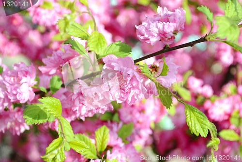 Image of Cherry Blossoms