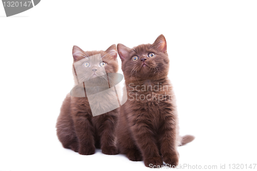 Image of two chestnut British kittens 