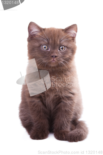 Image of chestnut British kitten on isolated white