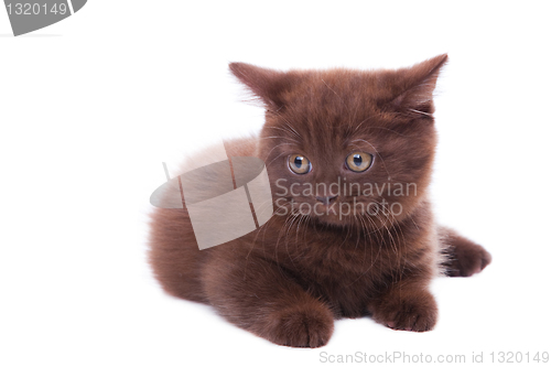 Image of chestnut British kitten lying on isolated white