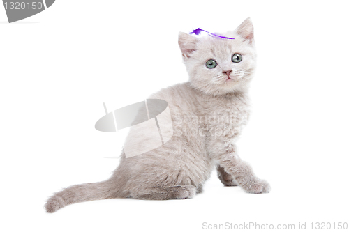 Image of pale-yellow British kitten