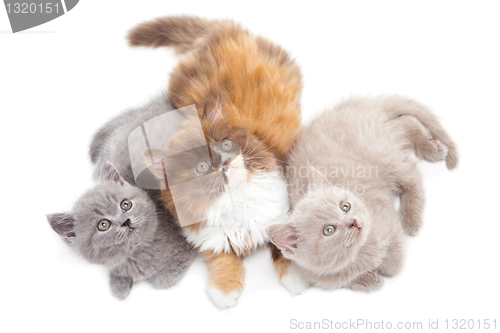 Image of three cute British kittens