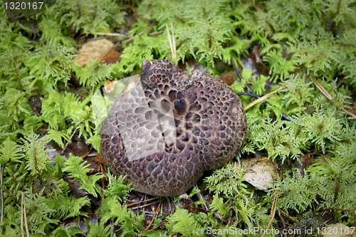 Image of fungus