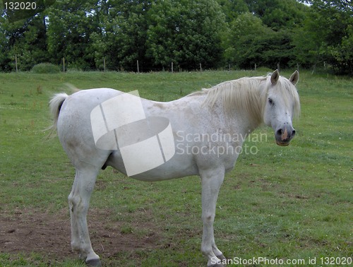 Image of horse