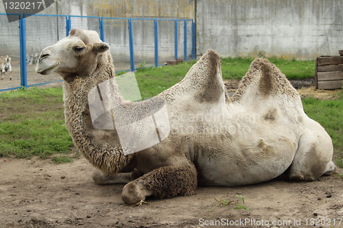 Image of Camel in zoo