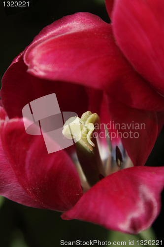 Image of Red tulip