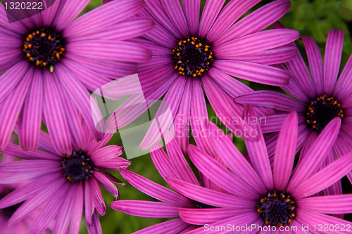 Image of Purple daisies