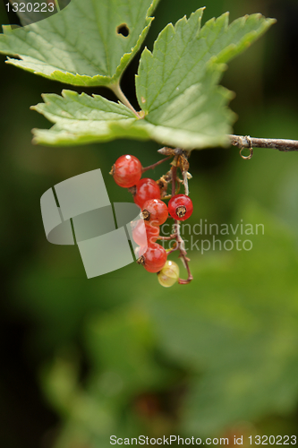 Image of Red currant