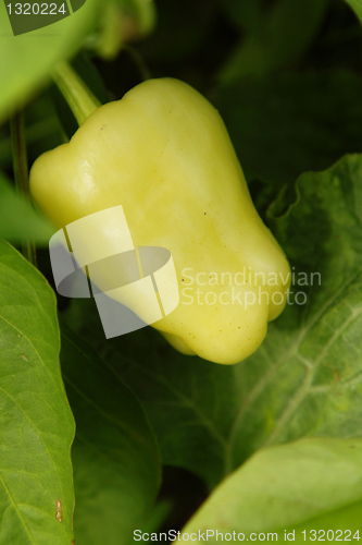 Image of Pepper