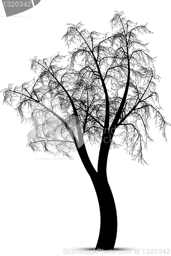 Image of Winter tree