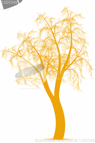 Image of Autumn tree