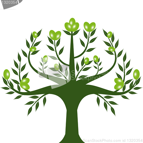 Image of Olive tree