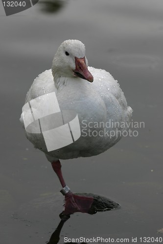 Image of snow goose