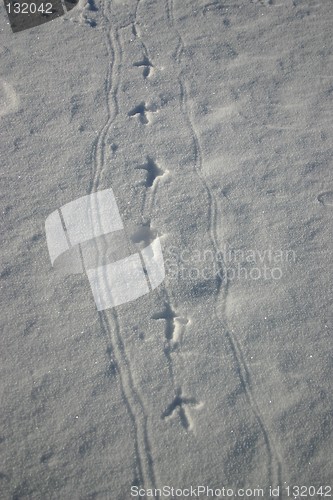 Image of tracks from the blackcocks mating game