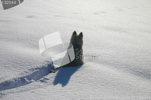 Image of puppy in the snow