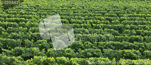 Image of Vine texture