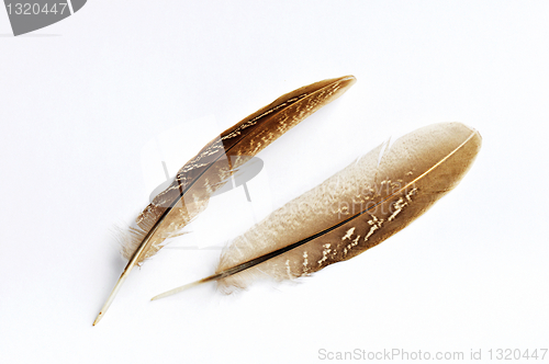 Image of Feather