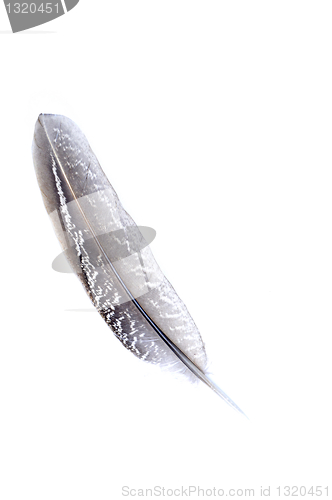Image of Feather