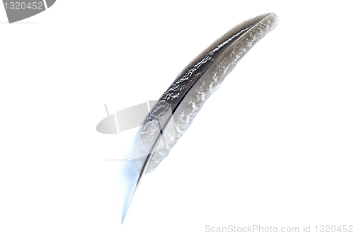 Image of Feather