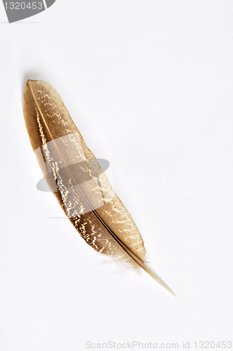 Image of Feather