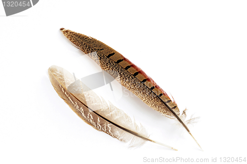 Image of Feather