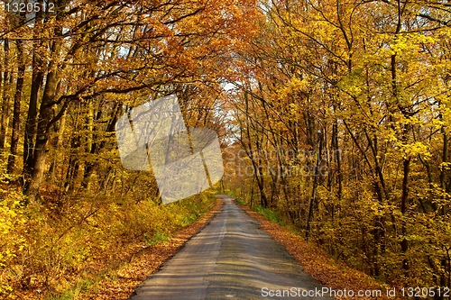 Image of Autumn road