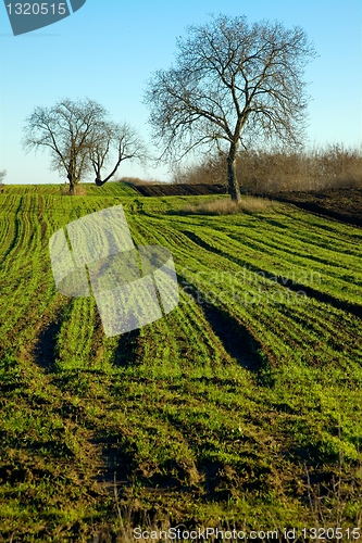 Image of field