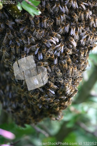 Image of wild bees