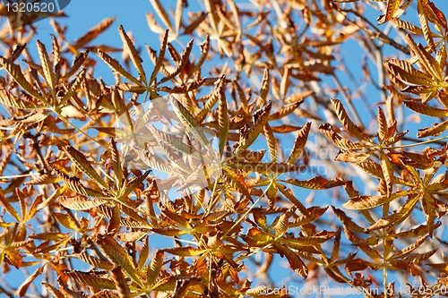 Image of Leaves