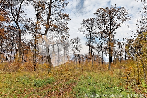 Image of Forest