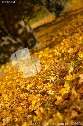 Image of Autumn
