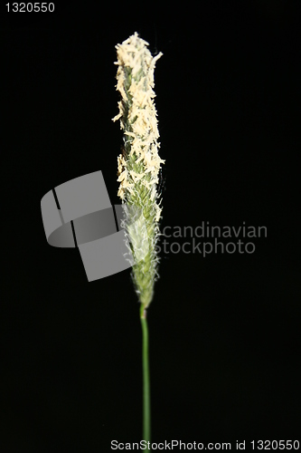 Image of Hay straw