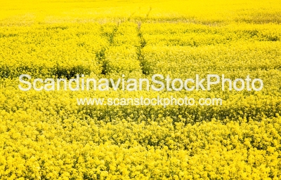 Image of Rape field